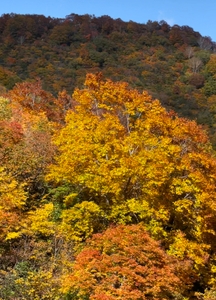 周囲の山々も山頂から紅葉が進み、今後一層山麓にかけて紅葉が進みます。