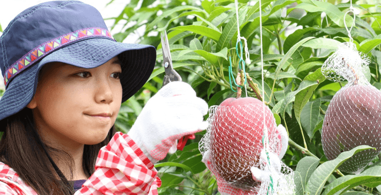 近畿大学附属湯浅農場産「近大マンゴー」を阪神百貨店等で販売開始 和歌山・大阪・奈良の飲食店で近大マンゴーを使用したスイーツも提供