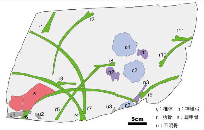 断層画像から骨の部位を示したもの