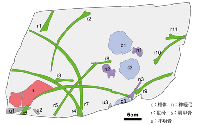 断層画像から骨の部位を示したもの