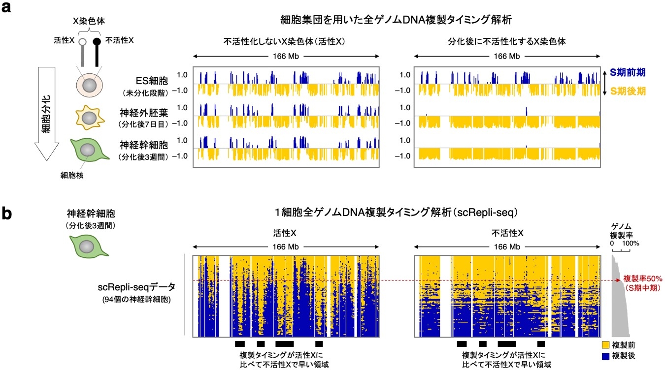 図1 細胞集団および1細胞全ゲノムDNA複製解析によるX染色体の複製プロファイリング