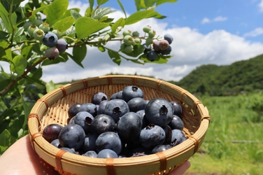 サラリーマン→耕作放棄地→ブルーベリー農園へ。 BLUE BLUEBERRY FARMがブルーベリー初収穫＆販売を開始