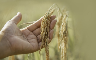 bZPL7YbxHx65wQqEqyFZ.jpg?w=940&h=940