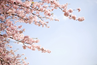 春は冬と同じくらい空気が乾燥している！？ルルルンがオススメする春のスキンケア習慣をご紹介します！