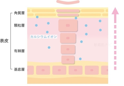 肌のターンオーバーとカルシウムイオンの関係図