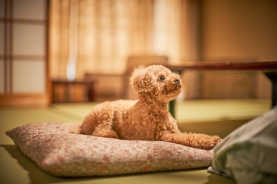 bnUTwvC1OuoG1jyf32hO.jpg?w=940&h=940