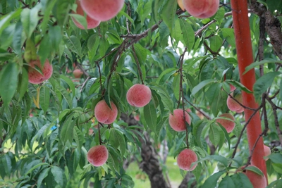 bpi9xQIZAEdTF6t397Cr.jpg?w=940&h=940