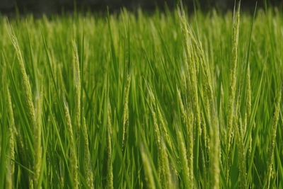 「幻の酒米」雄町（おまち）