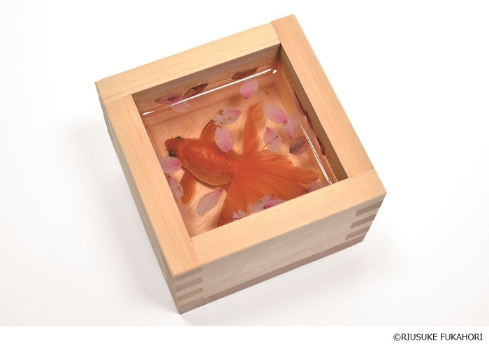 《金魚酒 命名 美籠(みこも)》