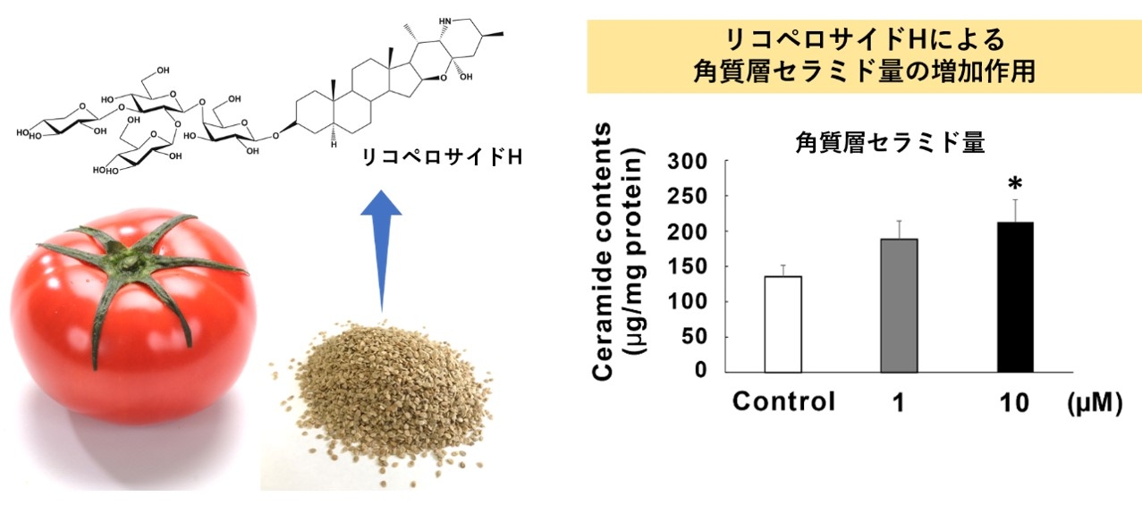 図1. 本研究の概略図