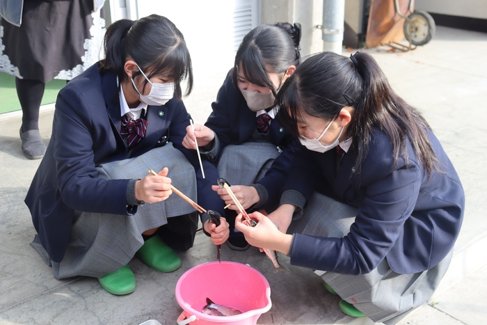 女子生徒もベニザケの下処理に挑戦