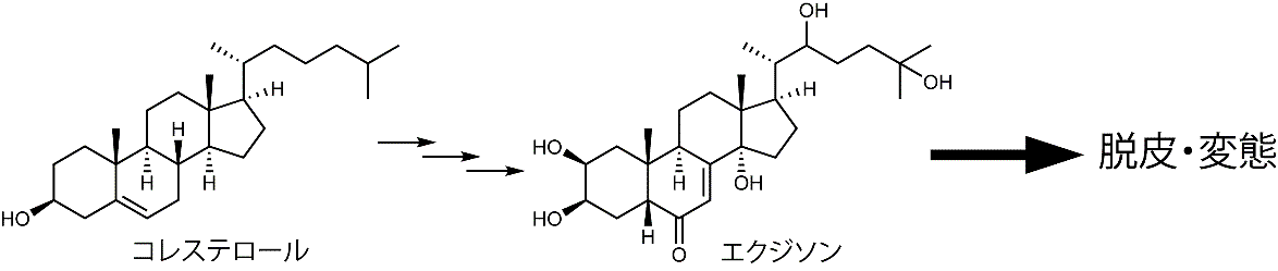 補足図2 Noppera-boはコレステロールからのエクジソン生合成に関与する酵素であり、昆虫の脱皮や変態に不可欠。