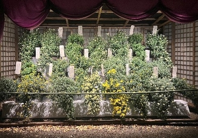 懸崖菊(昨年の様子)