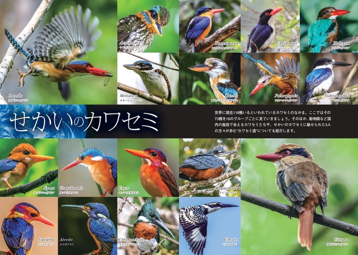 せかいのカワセミ