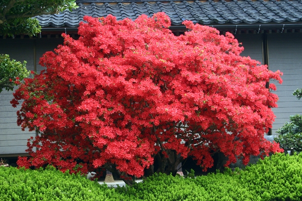 のとキリシマツツジの郷ホームページより 2012-05-08投稿 鳳珠郡能登町柳田 水木由一さん