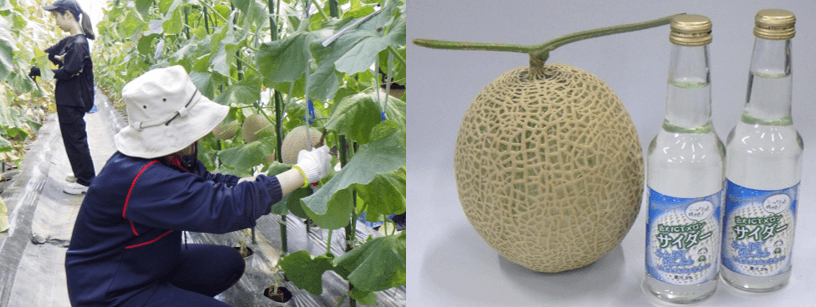 近大ICTメロンを収穫する農学部生(左)、「近大ICTメロンサイダー」(右)