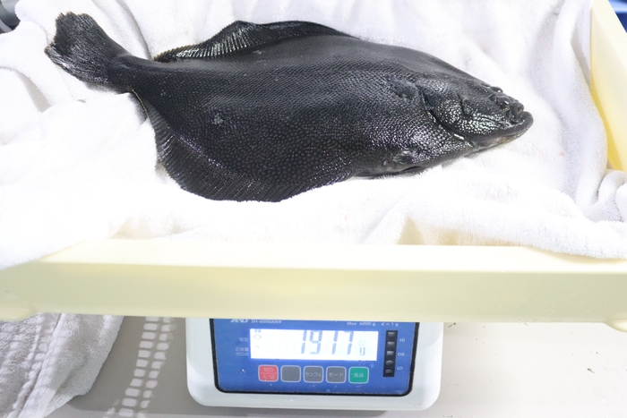 2㌔近くまで育ったマツカワ