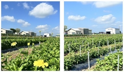 富山県高岡市産ジニア