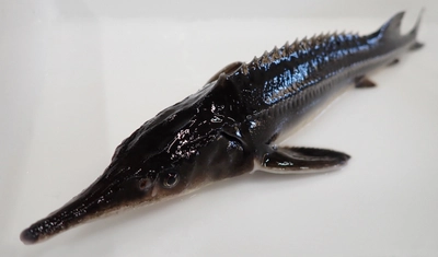 世界初！チョウザメの超メスの存在をPCR検査で証明　チョウザメの全メス生産に向け大きく前進