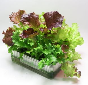 c46aDSOcNotKtPGUDQVj.jpg?w=940&h=940