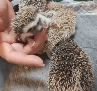 c5EnAIsQGDalKphnpTAg.png?w=940&h=940