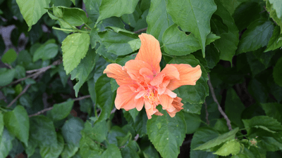 c5xQRinDnYm14fg2G7mE.png?w=940&h=940