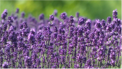 cAjHXoksuVPi58Tu9v9f.jpg?w=940&h=940