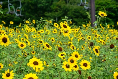 ひまわり：アポロン