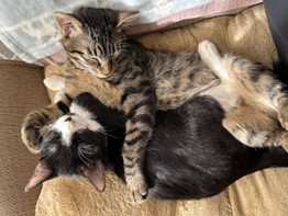 クレバリーホーム　猫とともに暮らす新住宅プロジェクト始動― 犬向け住宅「inumo」に続く、“猫共生設計”の商品開発へ ―