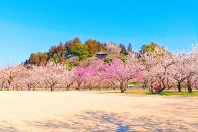 偕楽園の梅まつりも楽しめる