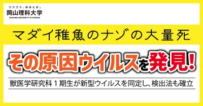 【岡山理科大学】マダイ稚魚のナゾの大量死、その原因ウイルスを発見！―獣医学研究科１期生が新型ウイルスを同定し、検出法も確立
