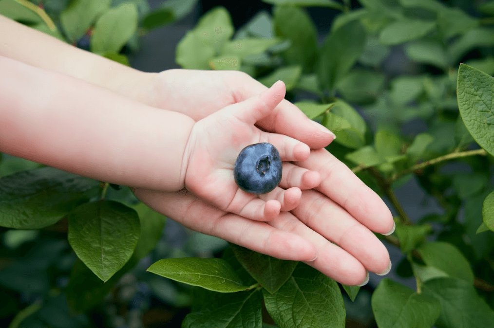 ブルーエンジェル