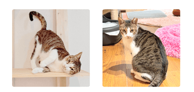 cLhwmIYRE0whj8467kyX.png?w=940&h=940