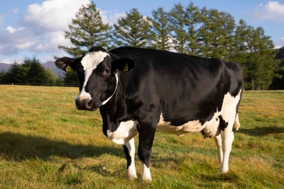 cO85cbl5YTBP3QXjJ4hS.jpg?w=940&h=940