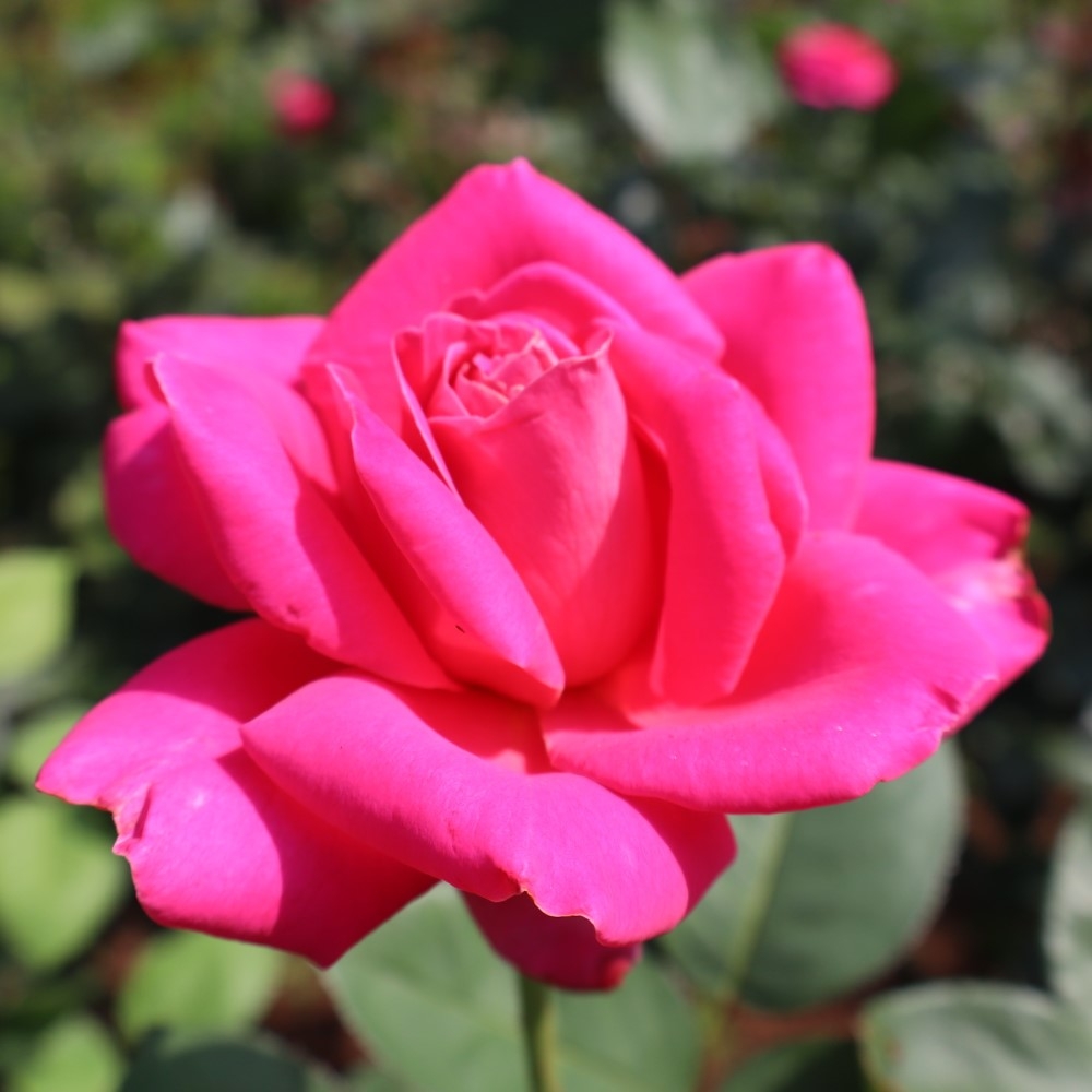 ピンク・ピース