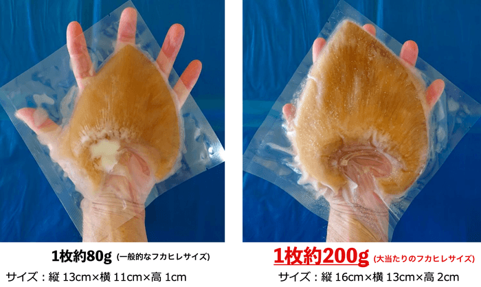 大きなフカヒレ