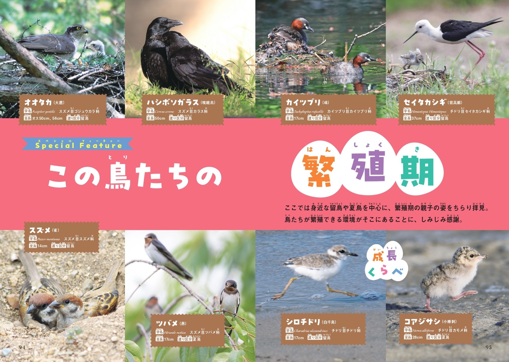 Special Feature この鳥たちの繁殖期