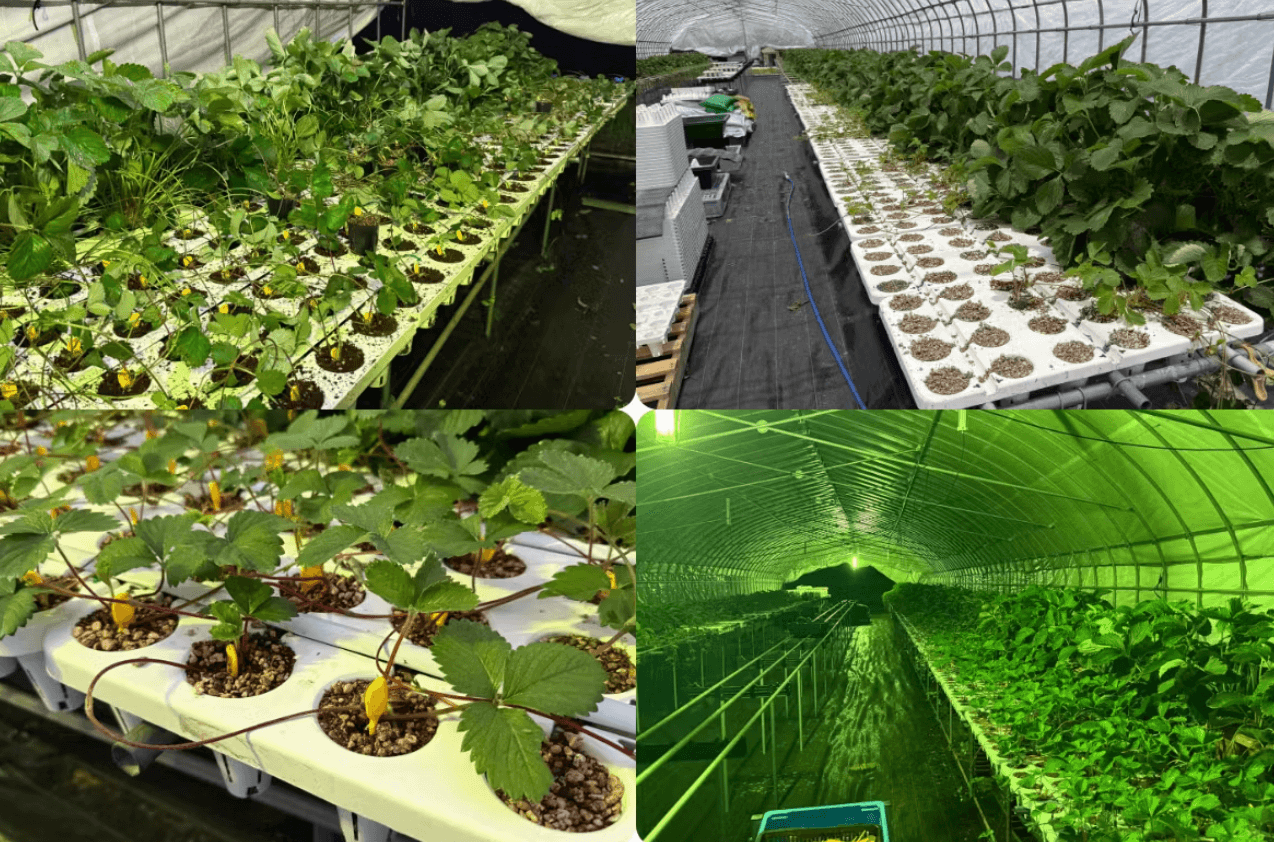 9月下旬にいちごハウスに植え替えて12月から新たに収穫がスタート