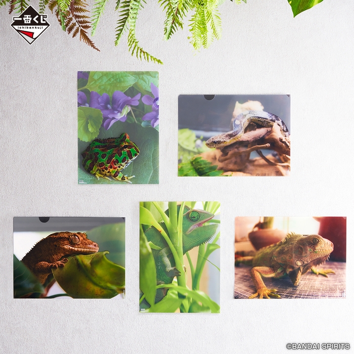 G賞：バリエーションクリアファイル(イメージ)