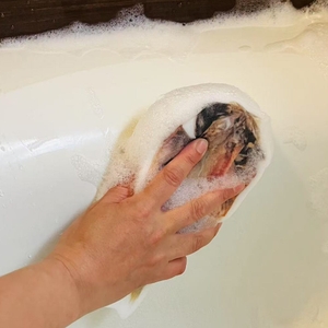 ひものスポンジ