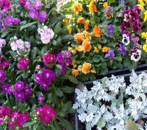 ⑤寄せ植え講座(イメージ)