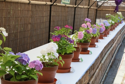 あじさい展（令和3年撮影）