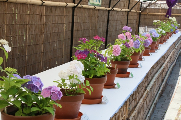 あじさい展(令和3年撮影)