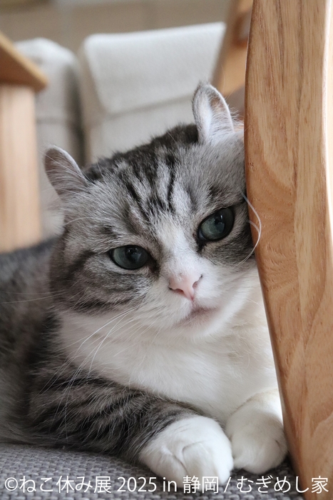 ねこ休み展 展示作品:むぎめし家