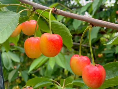 cureDy69TRvjHbYKa2Zg.jpg?w=940&h=940