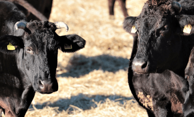 cxWJRacX7bLbdWpsXHDF.png?w=940&h=940