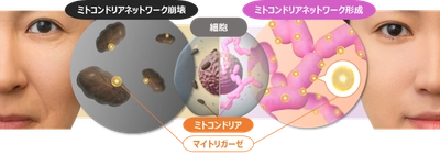 ミトコンドリア研究で新事実