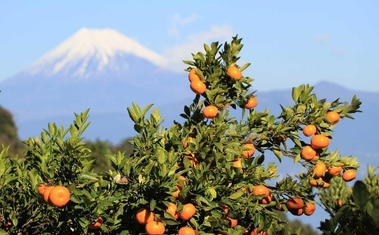 今が旬!な“みかん”特集