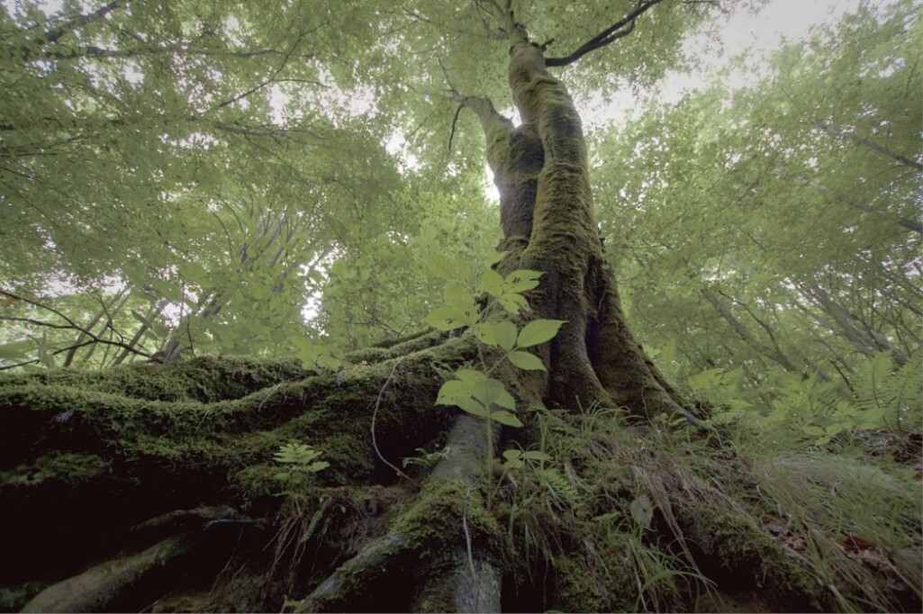 「良樹細根・大樹深根」