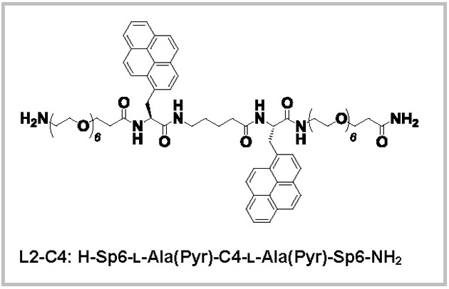 発光回転方向が変わるペプチドCPL発光体を開発 生体適合の可能性があり、医療用途への応用に期待